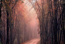 佩佩：能参加贝肯鲍尔杯是种荣誉；帕利尼亚需要时间适应拜仁.